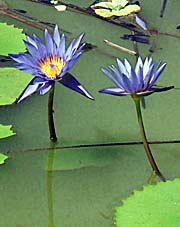 'Lotus Flowers in a Pond' by Asienreisender